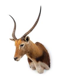 A Shoulder Mount Taxidermy Lechwe