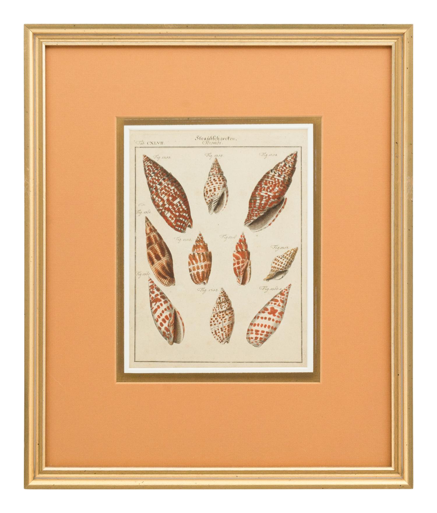 Three Framed Colored Engravings Depicting Shells