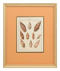 Three Framed Colored Engravings Depicting Shells