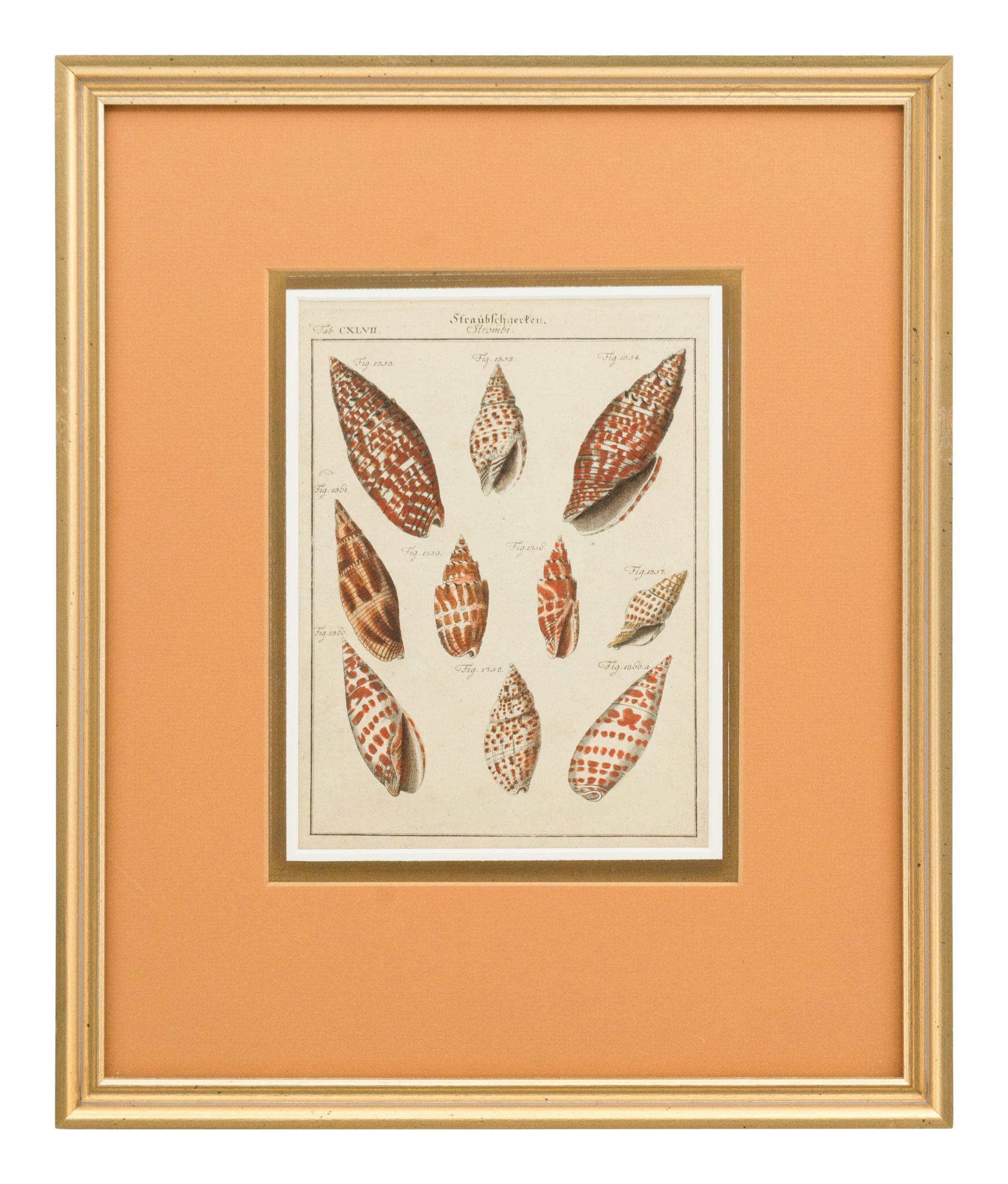 Three Framed Colored Engravings Depicting Shells