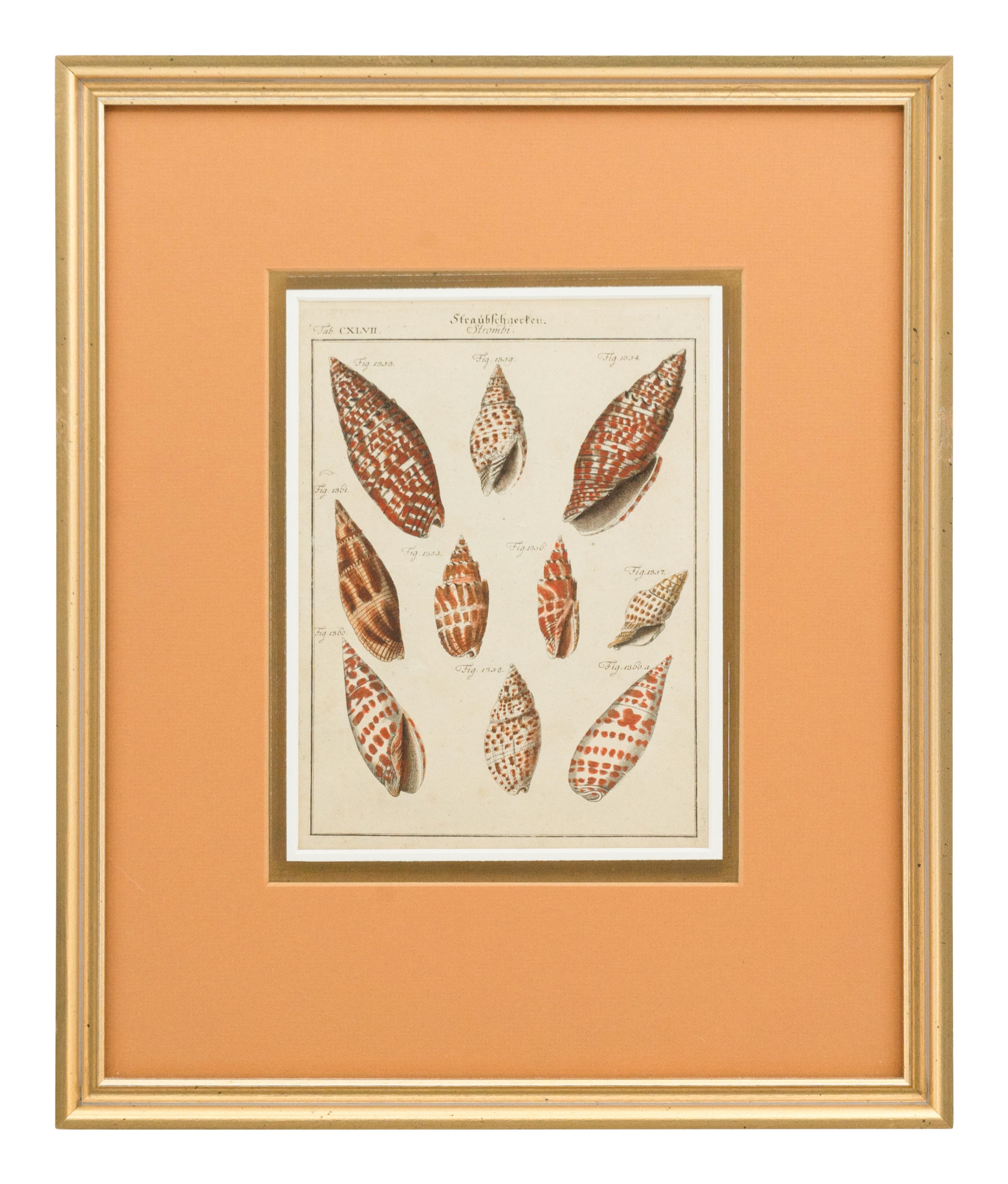 Three Framed Colored Engravings Depicting Shells