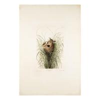 Audubon, John James (1785-1851) Nuttall's Lesser-Marsh Wren (Plate CLXXV) Troglodytes Brevirostris