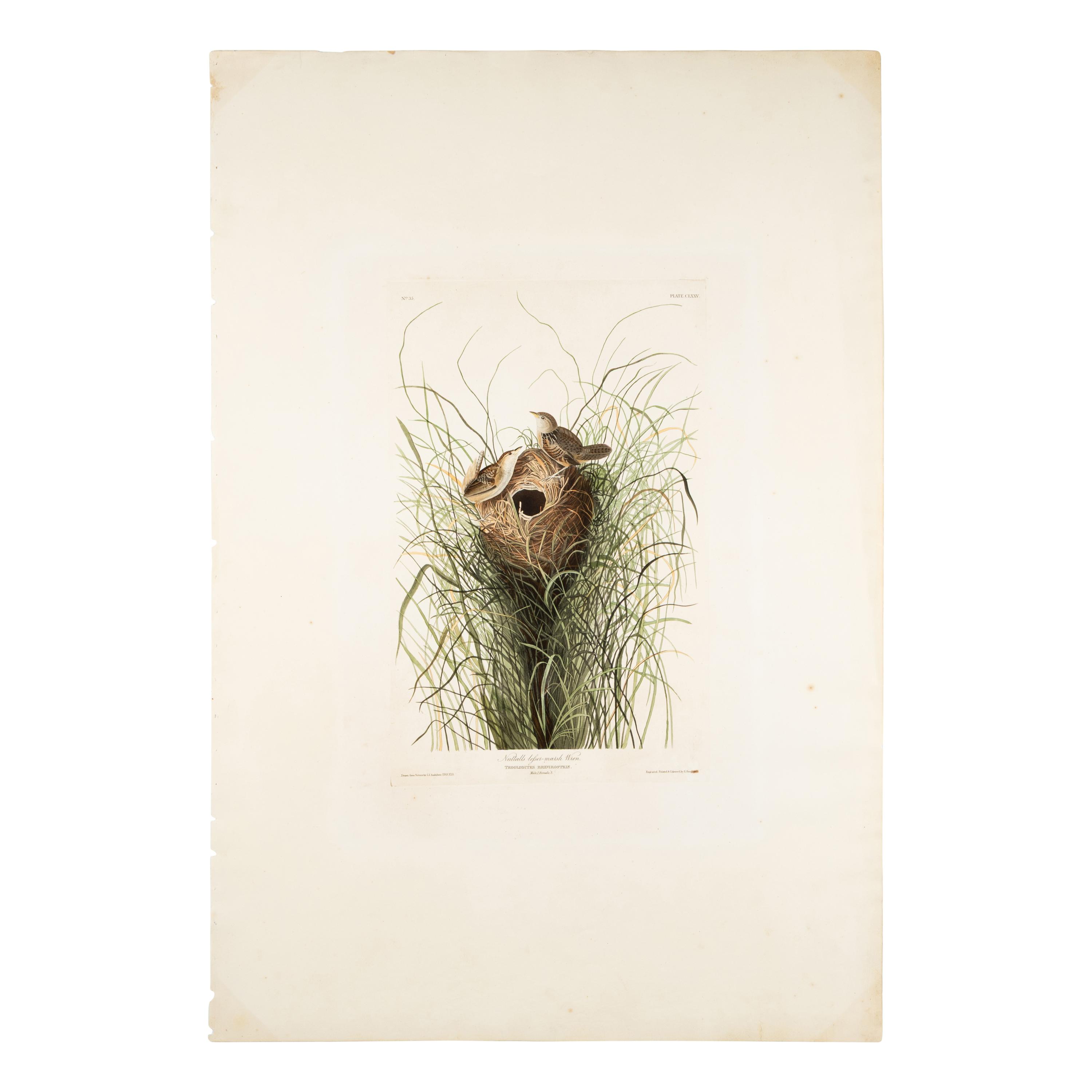 Audubon, John James (1785-1851) Nuttall's Lesser-Marsh Wren (Plate CLXXV) Troglodytes Brevirostris