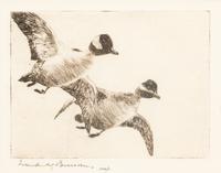 Flying Buffleheads