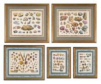 Five Framed Hand-Colored Engravings Depicting Mineral and Shell Specimens