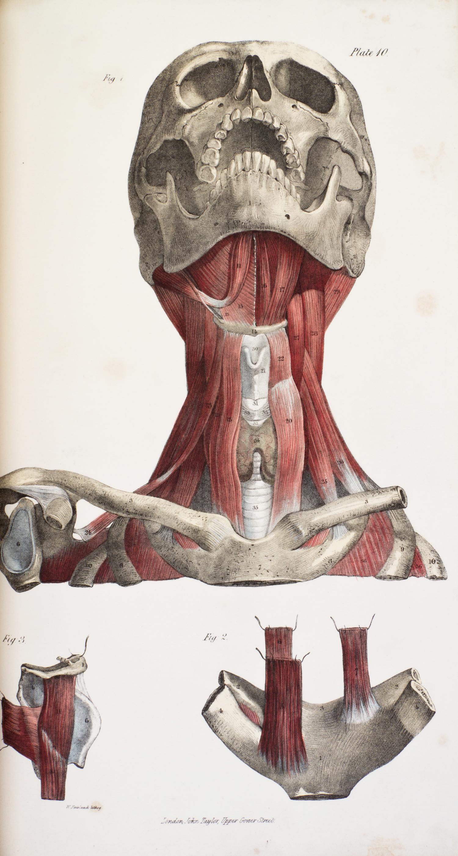 (ANATOMY) QUAIN, J. AND E. WILSON, eds. A Series of Anatomical Plates... London, 1836-1842. 3 (of 5) vols. in one. First editions.