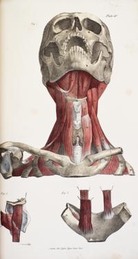 (ANATOMY) QUAIN, J. AND E. WILSON, eds. A Series of Anatomical Plates... London, 1836-1842. 3 (of 5) vols. in one. First editions.