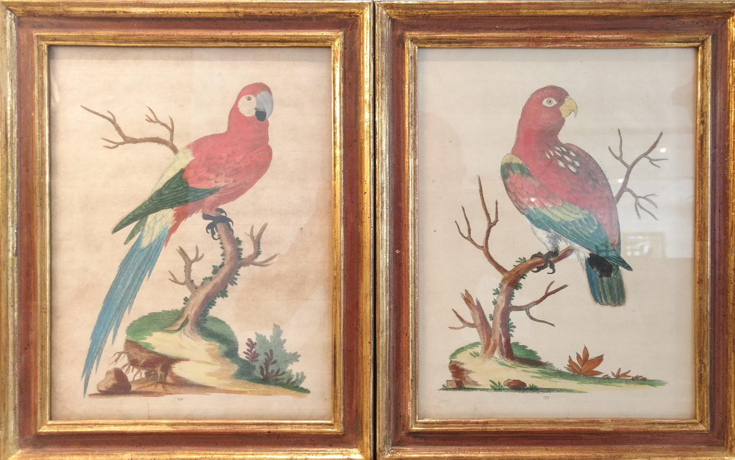 A Pair of Hand Colored Engravings of Tropical Birds Height 10 1/2 x width 8 inches.