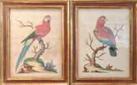 A Pair of Hand Colored Engravings of Tropical Birds Height 10 1/2 x width 8 inches.