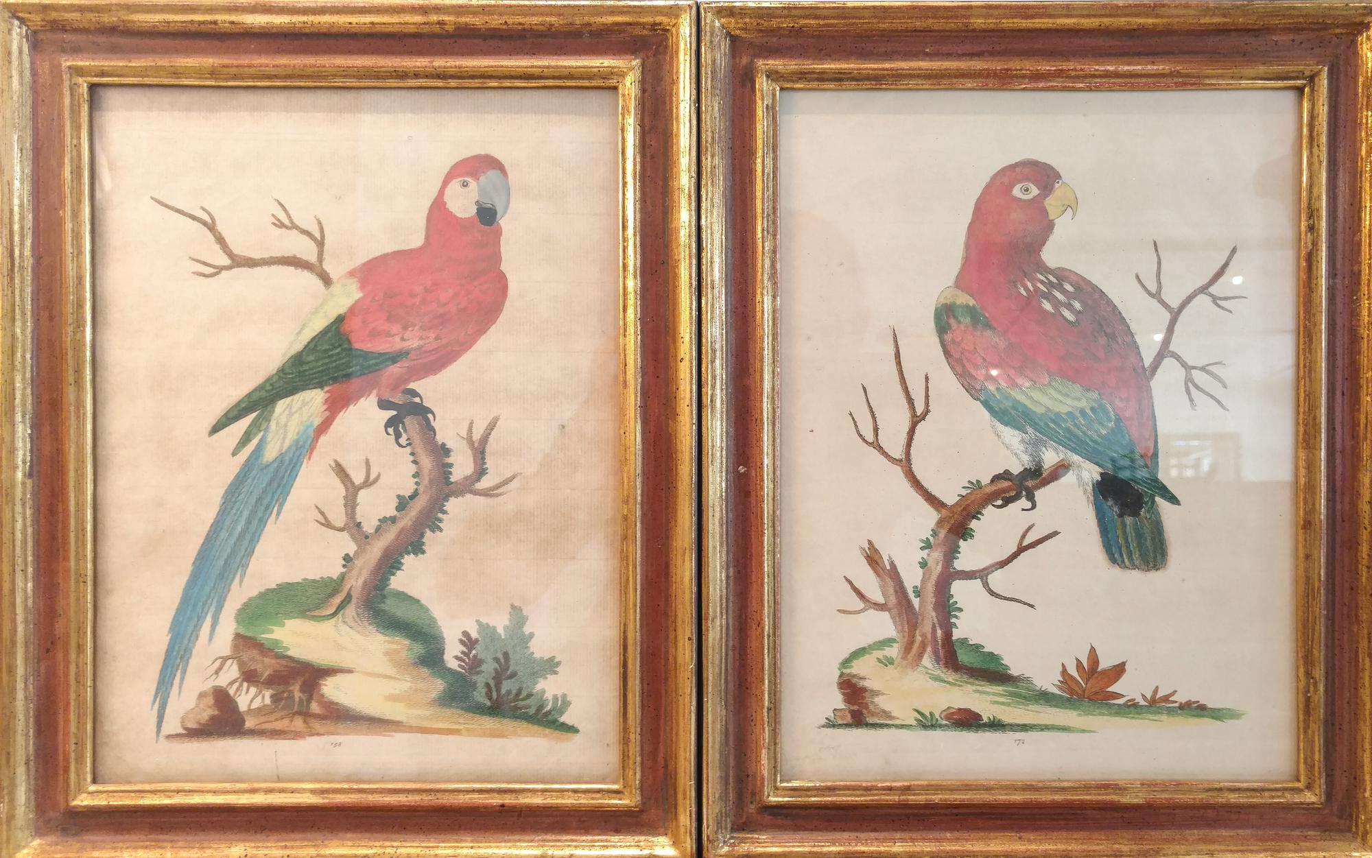 A Pair of Hand Colored Engravings of Tropical Birds Height 10 1/2 x width 8 inches.