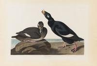 AUDUBON, John James (1785-1851), Velvet Duck (Melanitta fusca), 1835