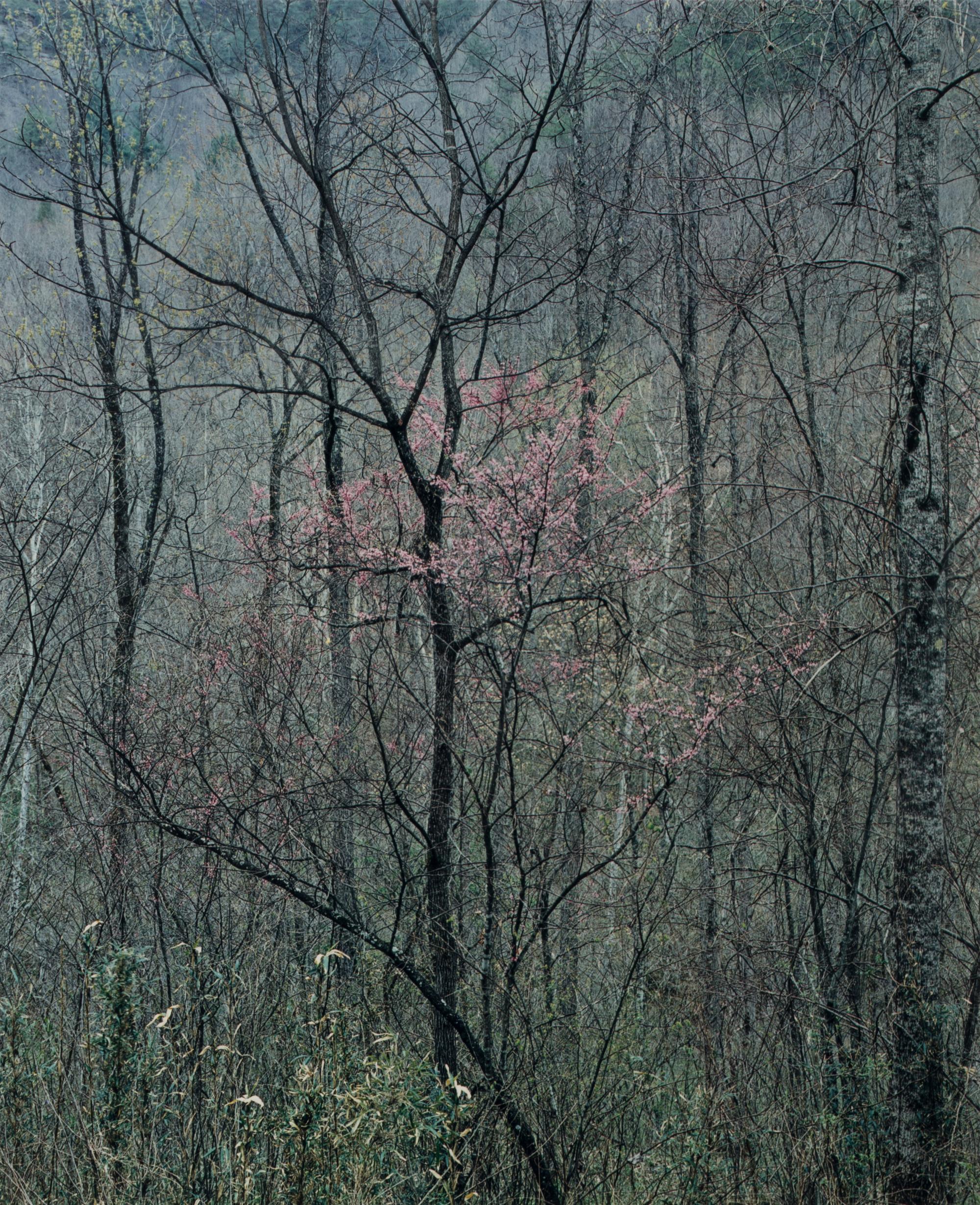 Redbud Tree in Bottomland, Near Red River Gorge, Kentucky