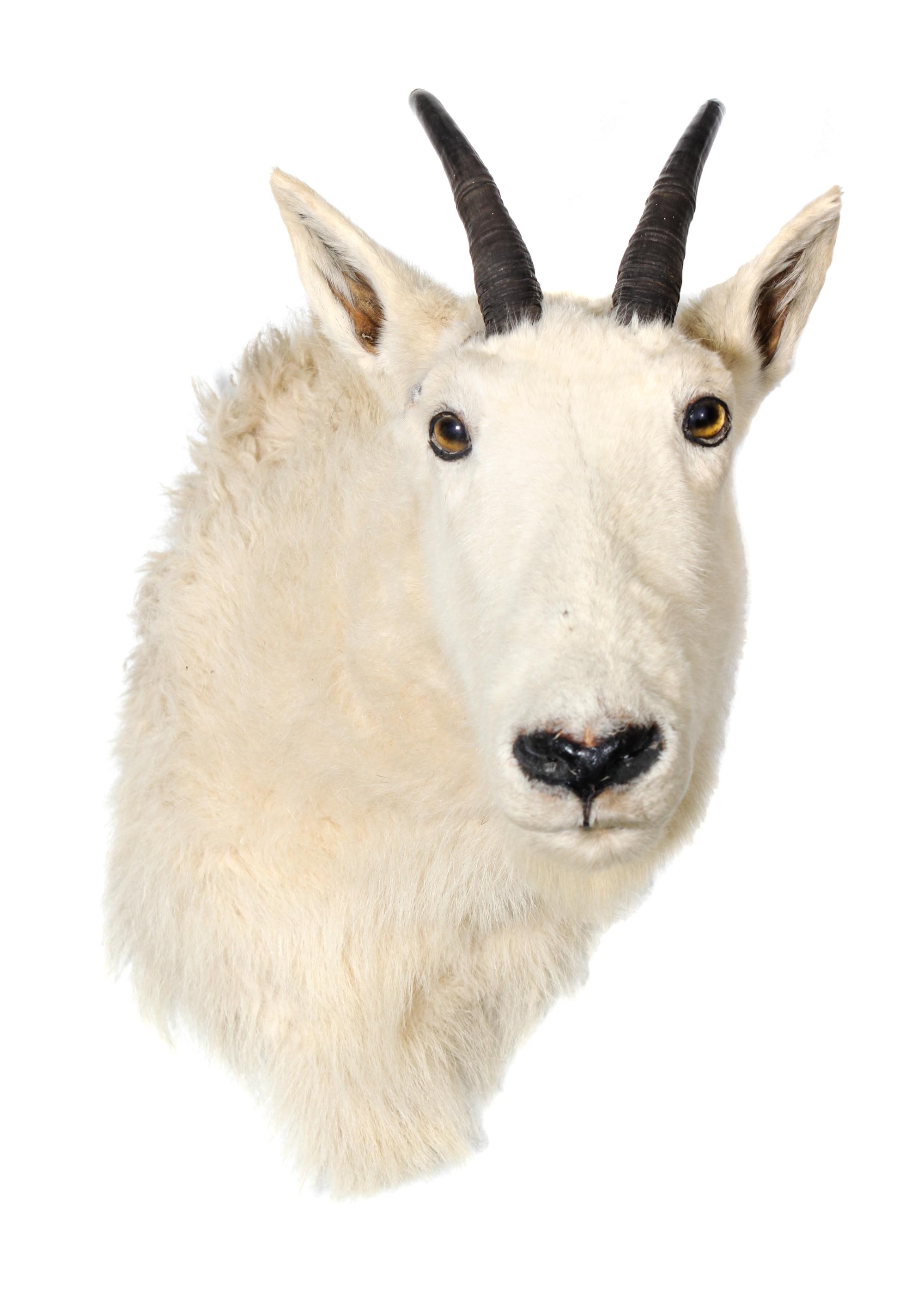 A Mountain Goat Shoulder Mount