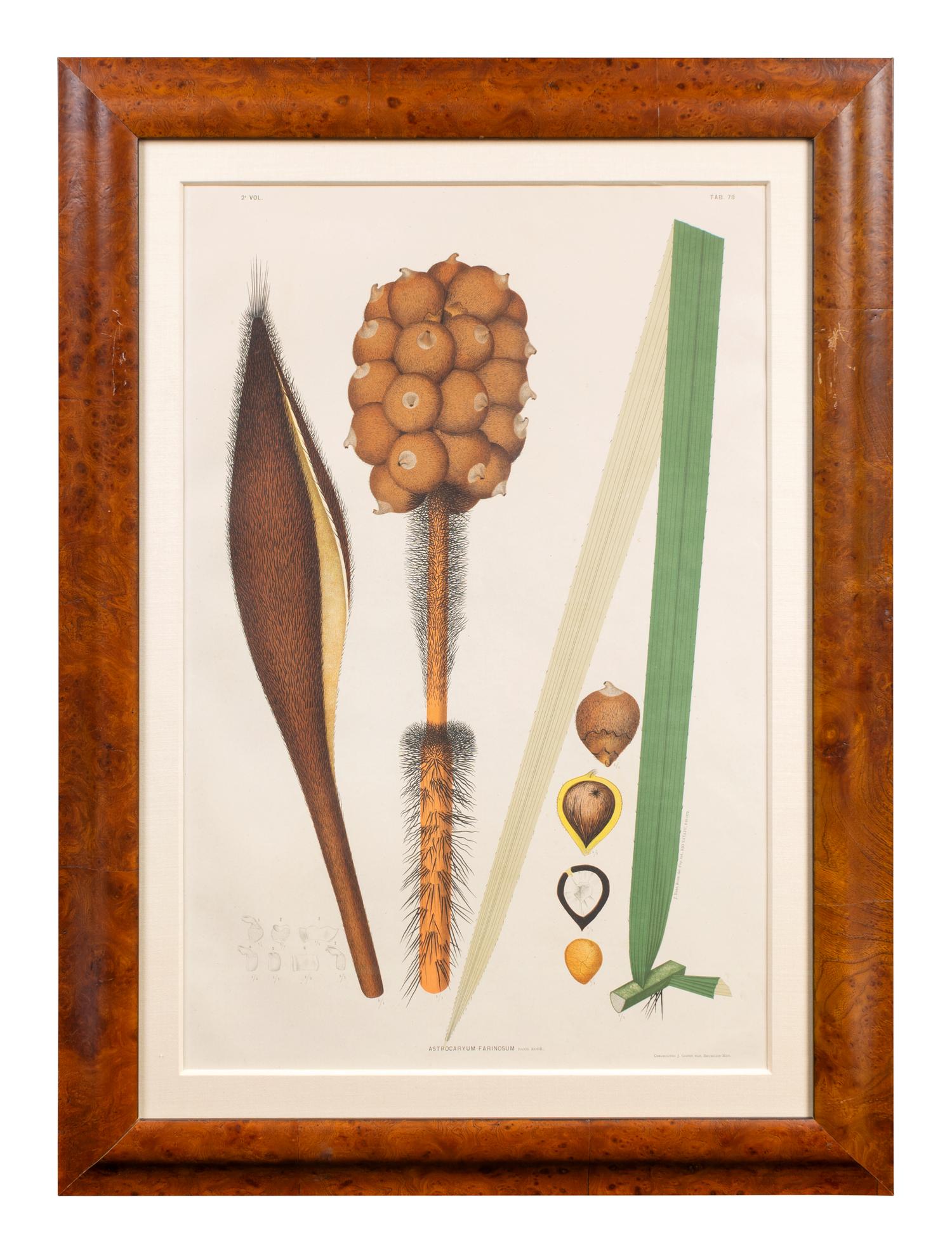 A Set of Eight Framed Botanical Chromolithographs — J Goffin Fils, Bruxelles