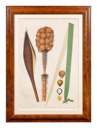 A Set of Eight Framed Botanical Chromolithographs — J Goffin Fils, Bruxelles