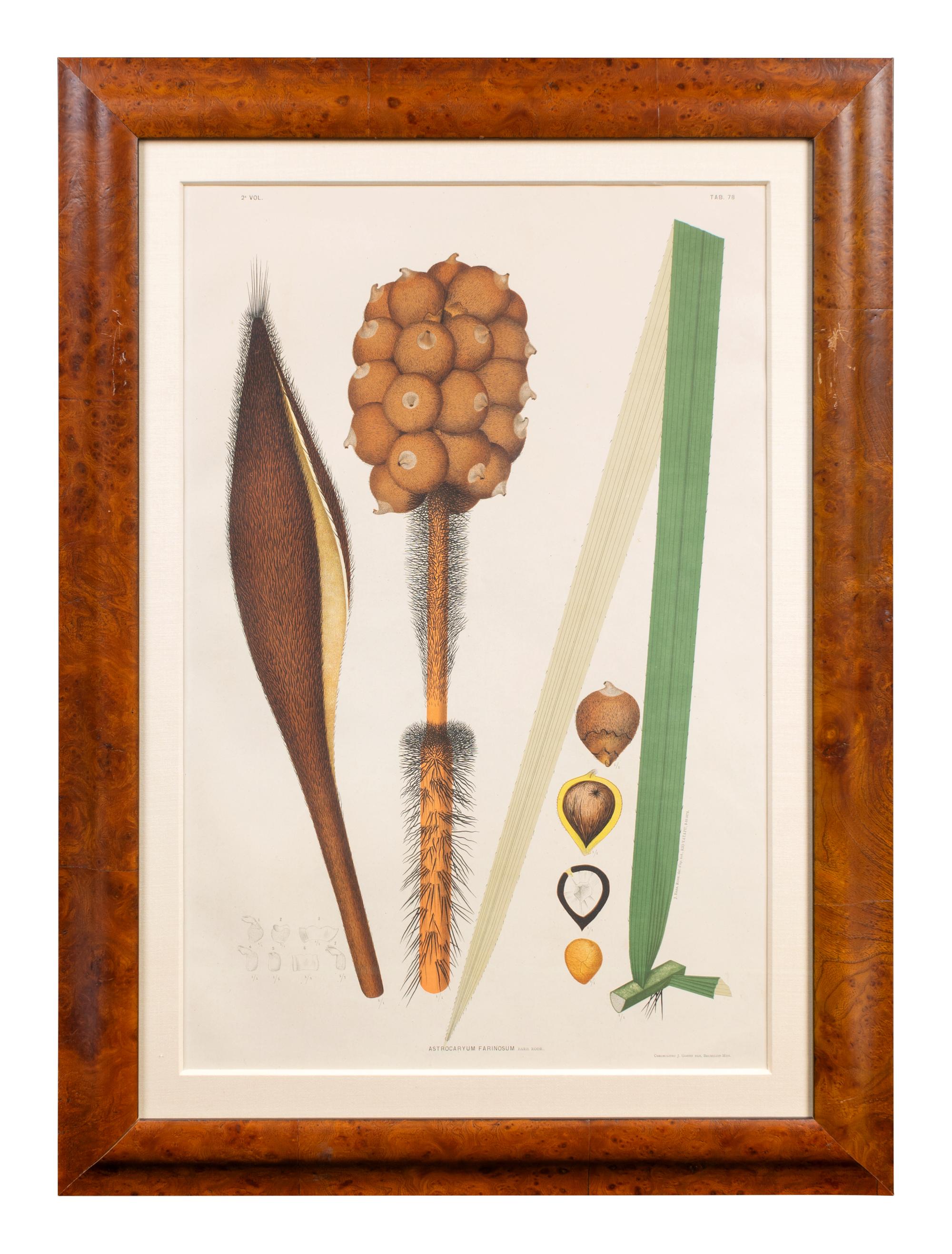 A Set of Eight Framed Botanical Chromolithographs — J Goffin Fils, Bruxelles