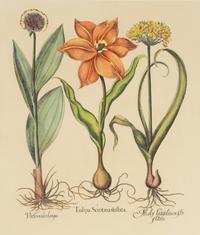 A Group of Three Prints