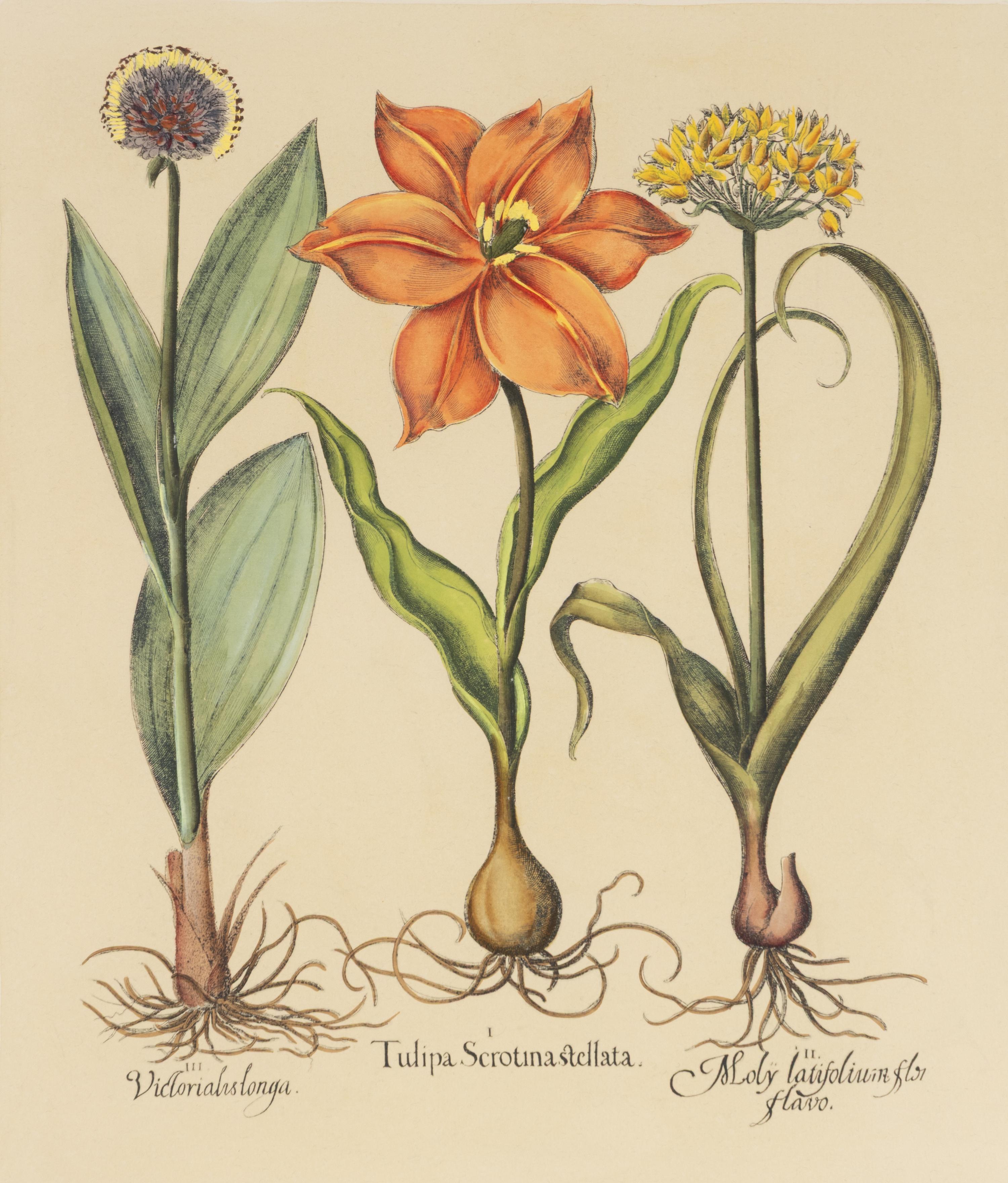 A Group of Three Prints