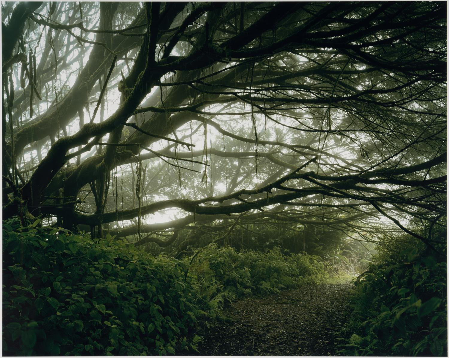 Mist Shrouded Trees, Ascension Island: The Panopticon , 2003