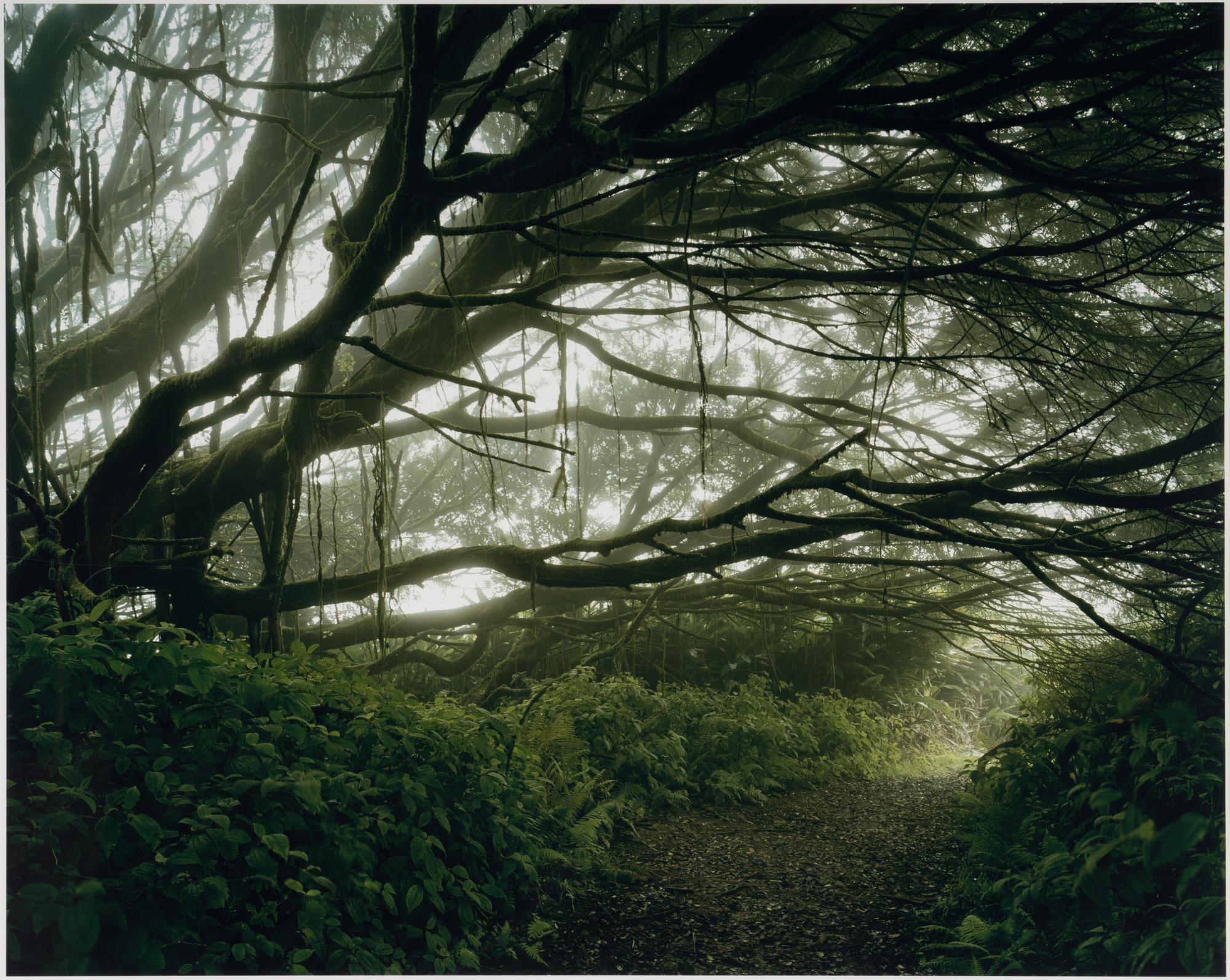 Mist Shrouded Trees, Ascension Island: The Panopticon , 2003