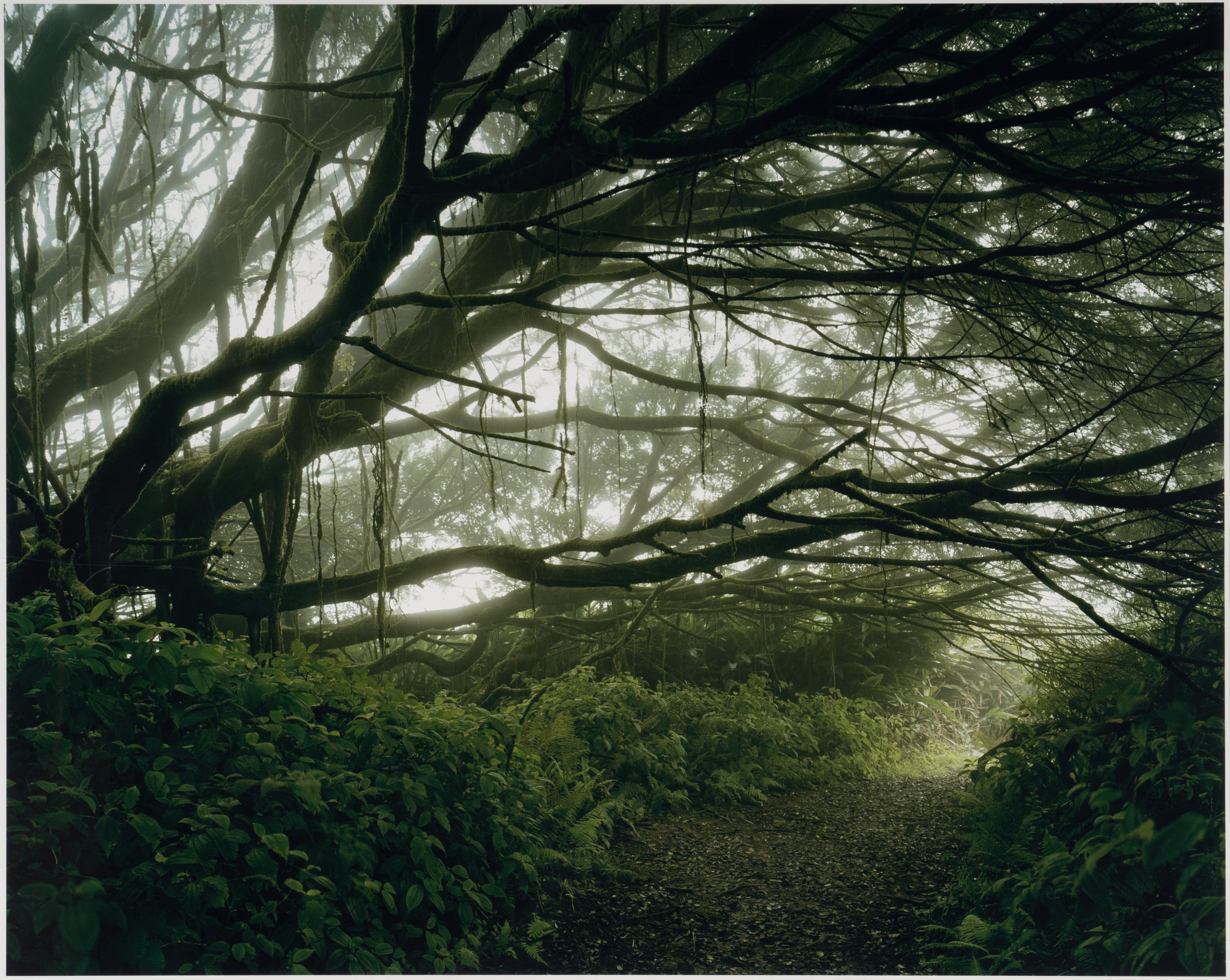 Mist Shrouded Trees, Ascension Island: The Panopticon , 2003