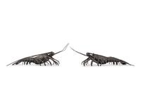 A Pair of Japanese Silvered Bronze Articulated Models of Ebi, Spiny Lobsters