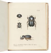 PANZER, Georg Wolfgang Franz (1755-1829). Symbolae Entomologicae… cum tabulis XII. aeneis . Erlangen: Johann Jacob Palm, 1802.