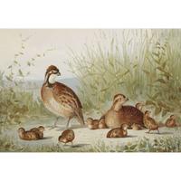 ALEXANDER POPE JUNIOR (AMERICAN 1849-1924) "BLACK DUCK" FROM UPLAND GAME BIRDS AND WATERFOWL OF THE UNITED STATES
