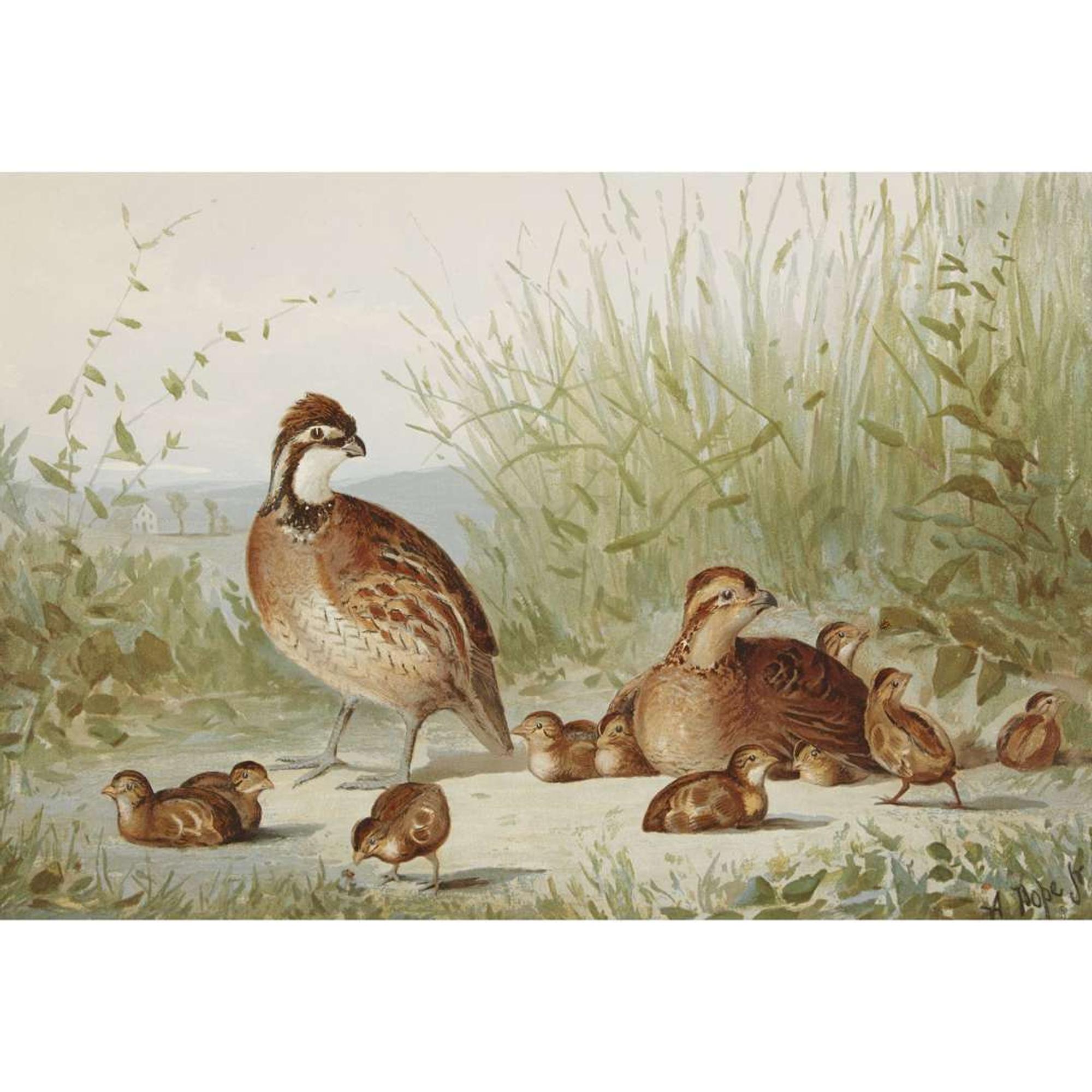ALEXANDER POPE JUNIOR (AMERICAN 1849-1924) "BLACK DUCK" FROM UPLAND GAME BIRDS AND WATERFOWL OF THE UNITED STATES