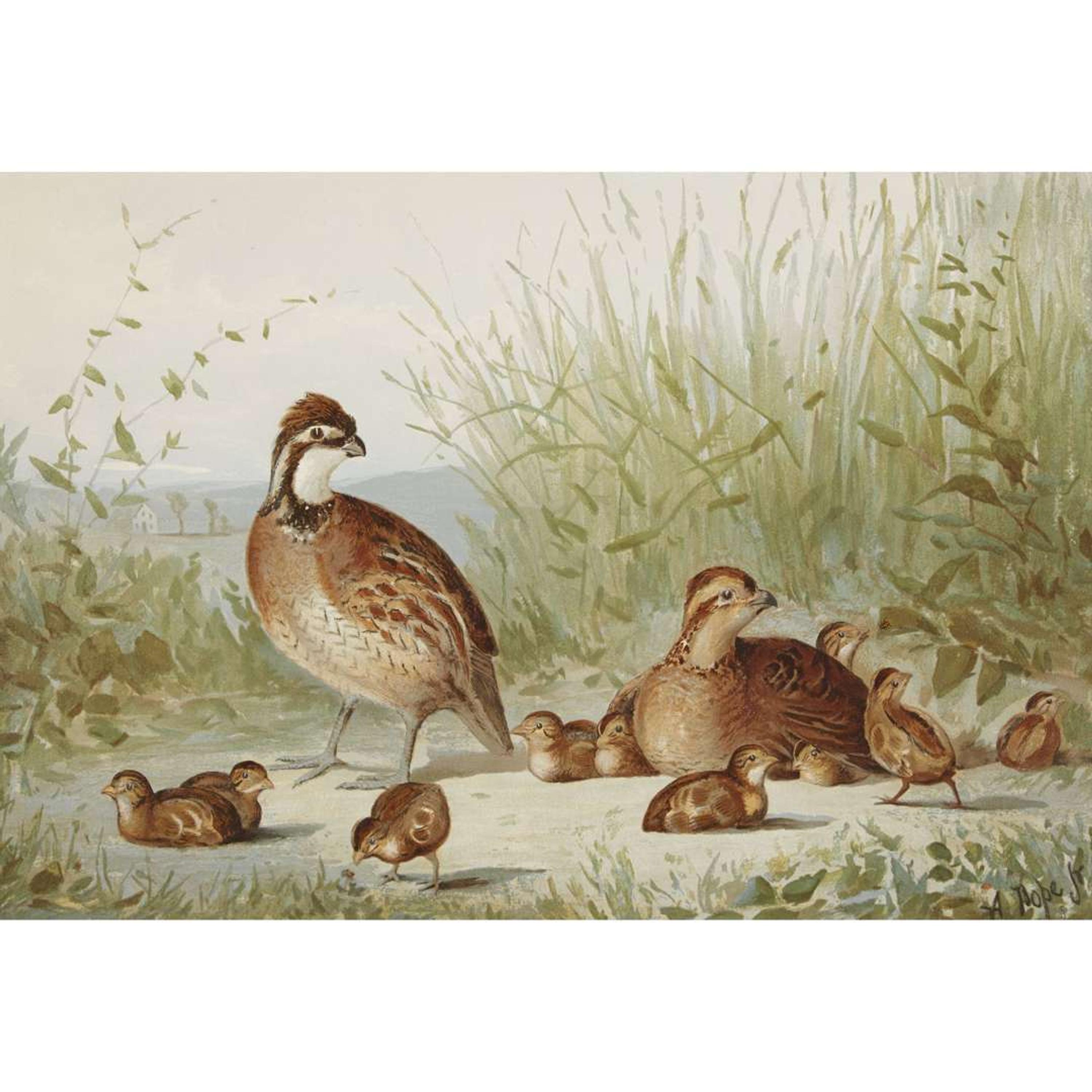 ALEXANDER POPE JUNIOR (AMERICAN 1849-1924) "BLACK DUCK" FROM UPLAND GAME BIRDS AND WATERFOWL OF THE UNITED STATES