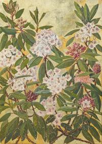 Rhododendron
