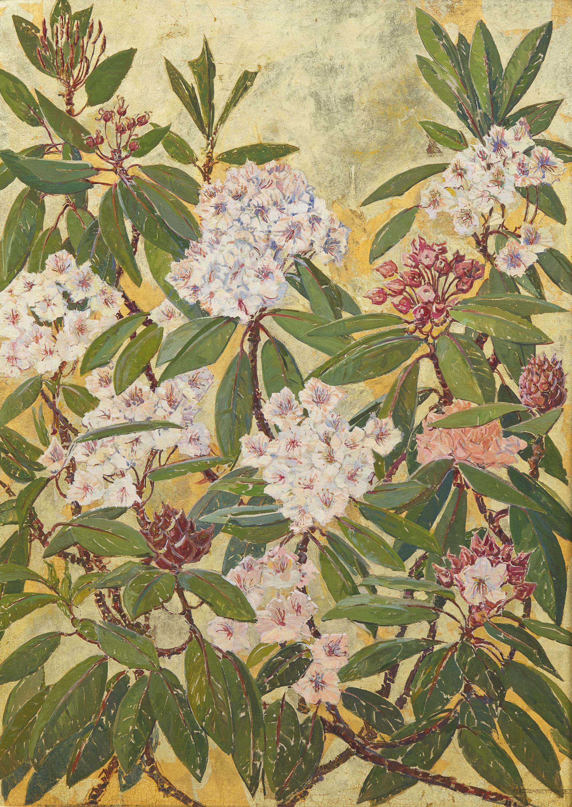 Rhododendron