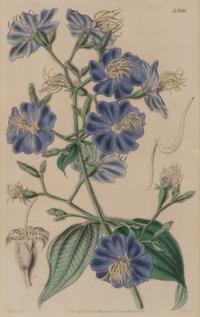 A Set of Eleven Botanical Prints Framed 16 1/2 x 13 1/2 inches. — 20TH CENTURY