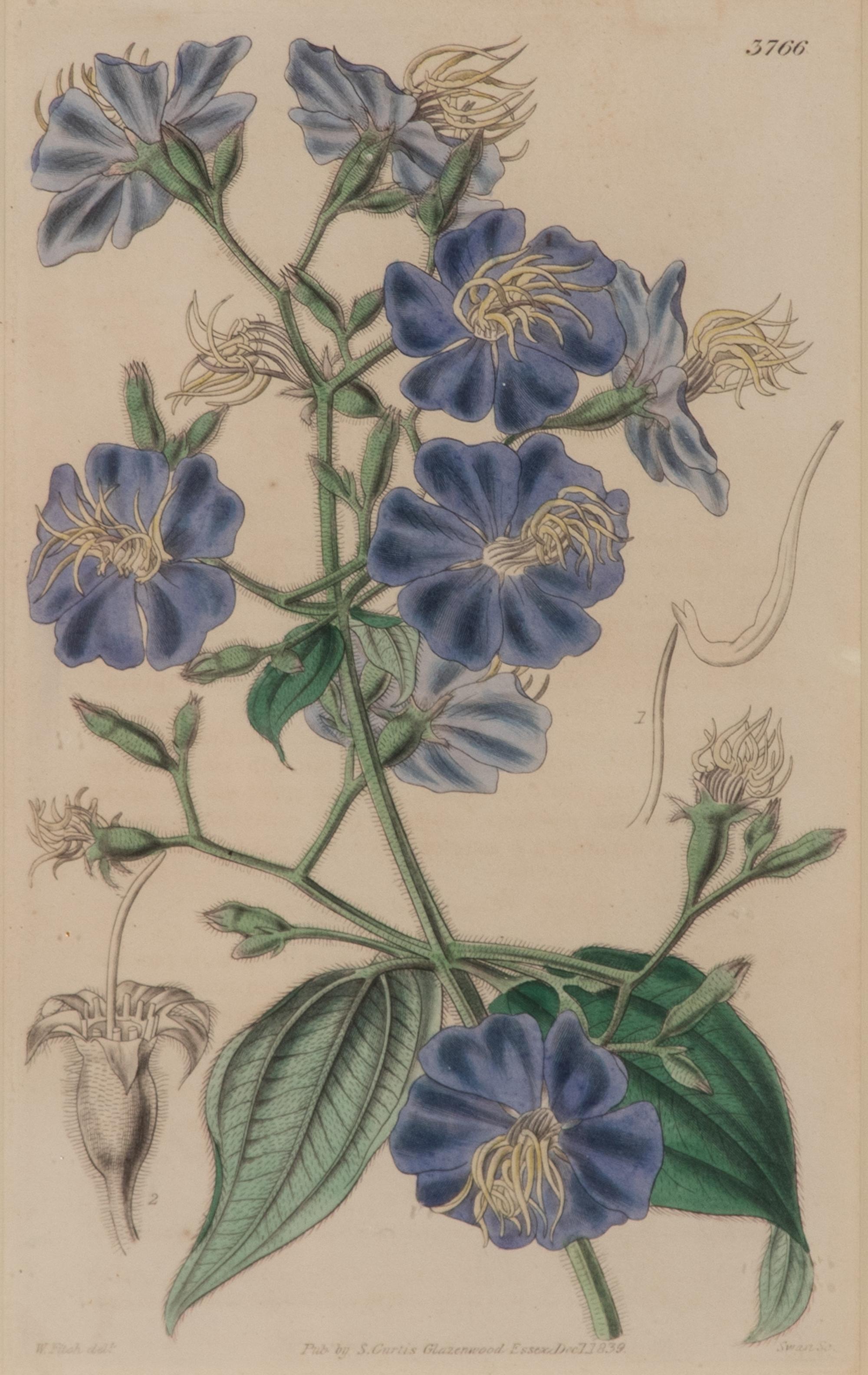 A Set of Eleven Botanical Prints Framed 16 1/2 x 13 1/2 inches. — 20TH CENTURY