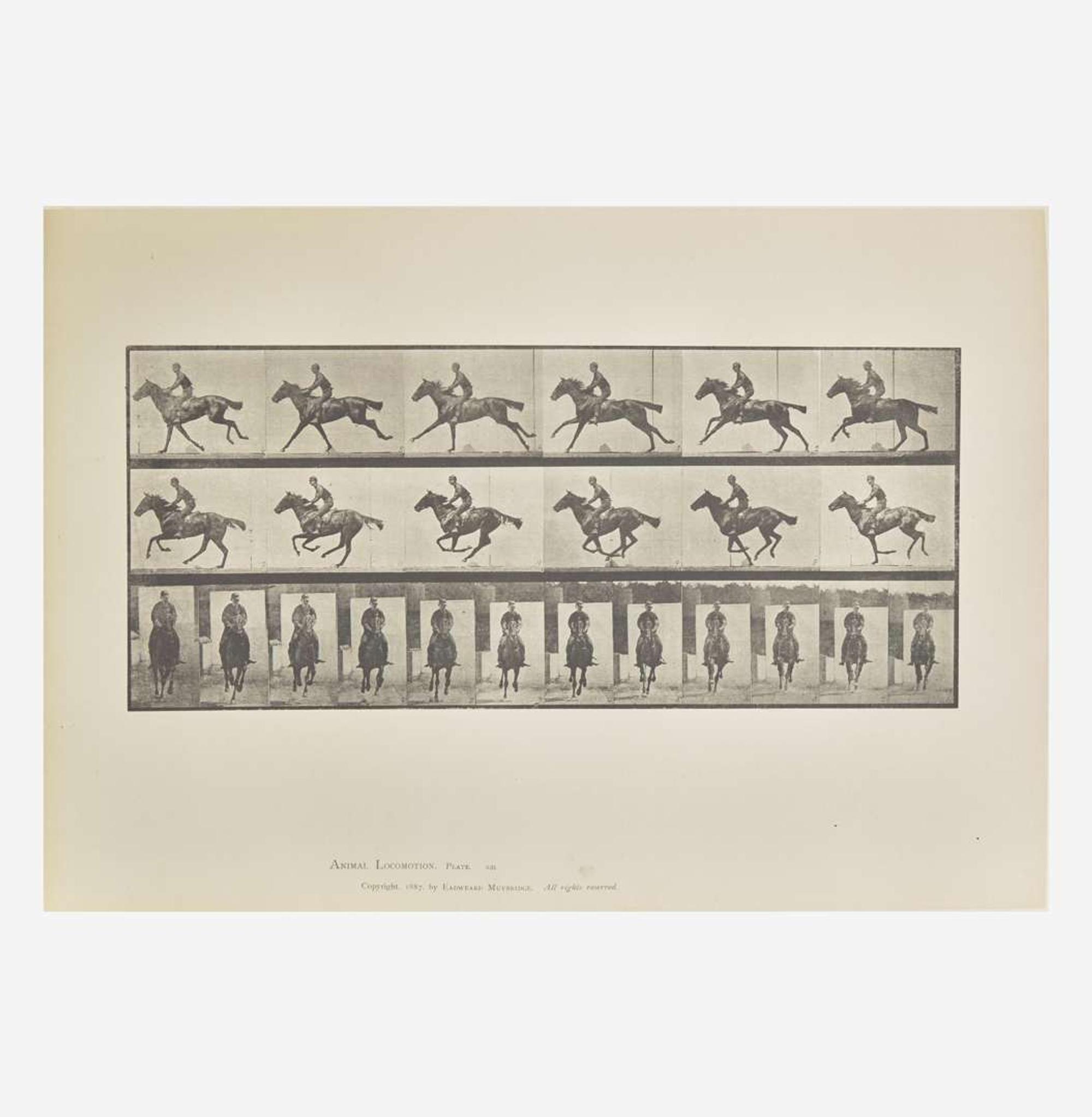 [Photography] Muybridge, Eadweard Collection of 111 Plates from "Animal Locomotion. An Electro-Photographic Investigation of Consecutive Phases of Animal Movements. 1872-1885"