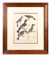 Four Hand-Colored Bird Engravings