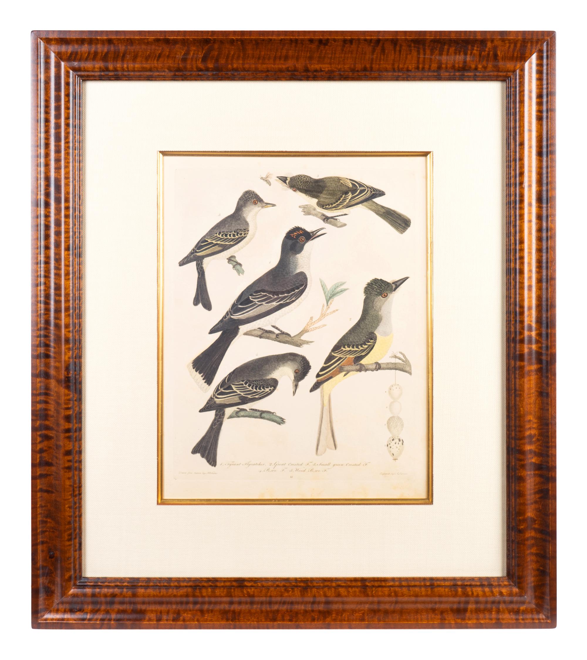 Four Hand-Colored Bird Engravings