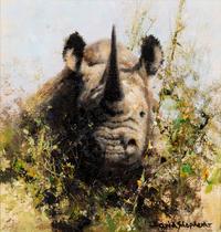 Rhino Study