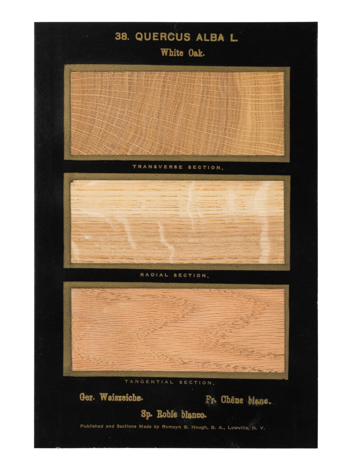 HOUGH, Romeyn Beck (1857-1924). American Woods illustrated by actual specimens: Commercial Species . Lowville, NY: prepared by the author, 1916.