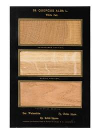 HOUGH, Romeyn Beck (1857-1924). American Woods illustrated by actual specimens: Commercial Species . Lowville, NY: prepared by the author, 1916.