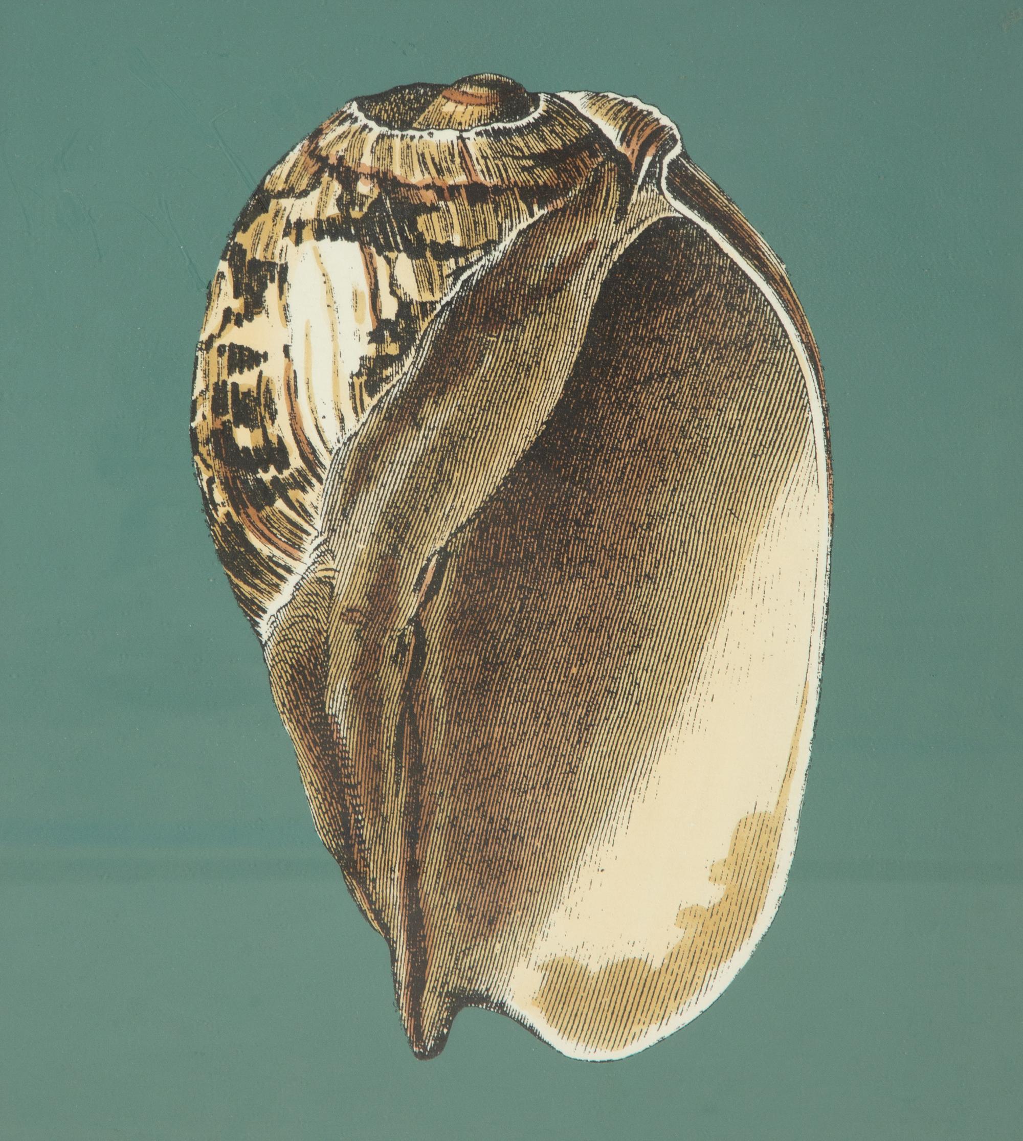 A Pair of Framed Serigraphs of Seashells