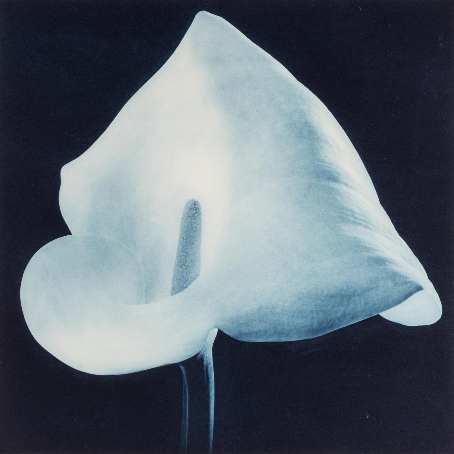 Robert Mapplethorpe (1946-1989) Blue Calla Lily (from "Flowers" Portfolio) , 1988
