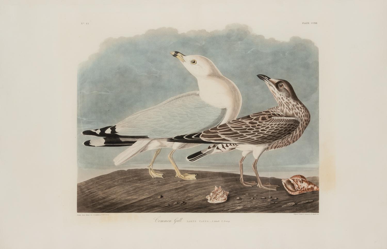 AUDUBON, John James (1785-1851)