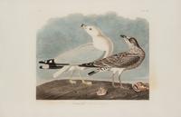 AUDUBON, John James (1785-1851)