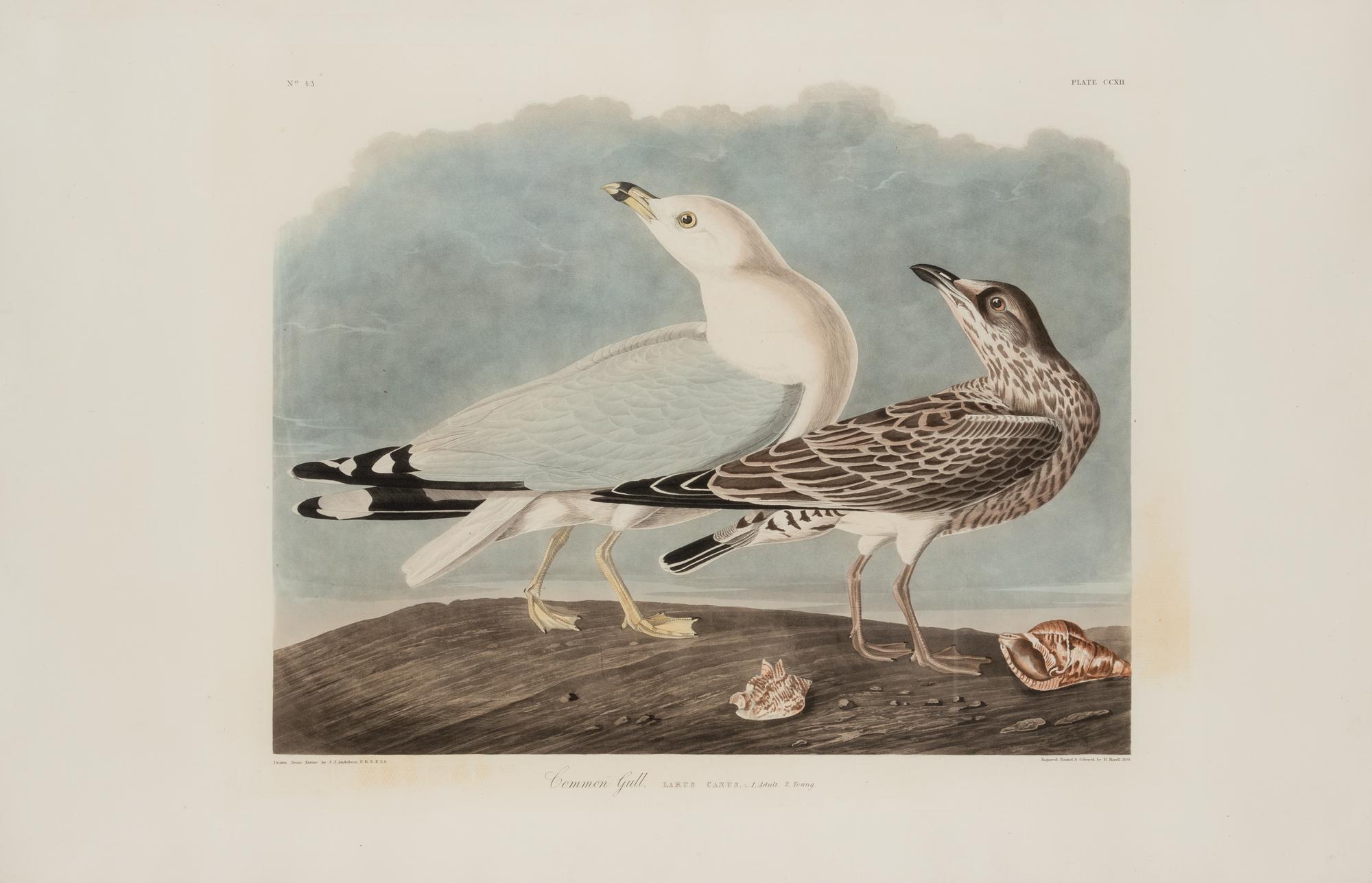 AUDUBON, John James (1785-1851)