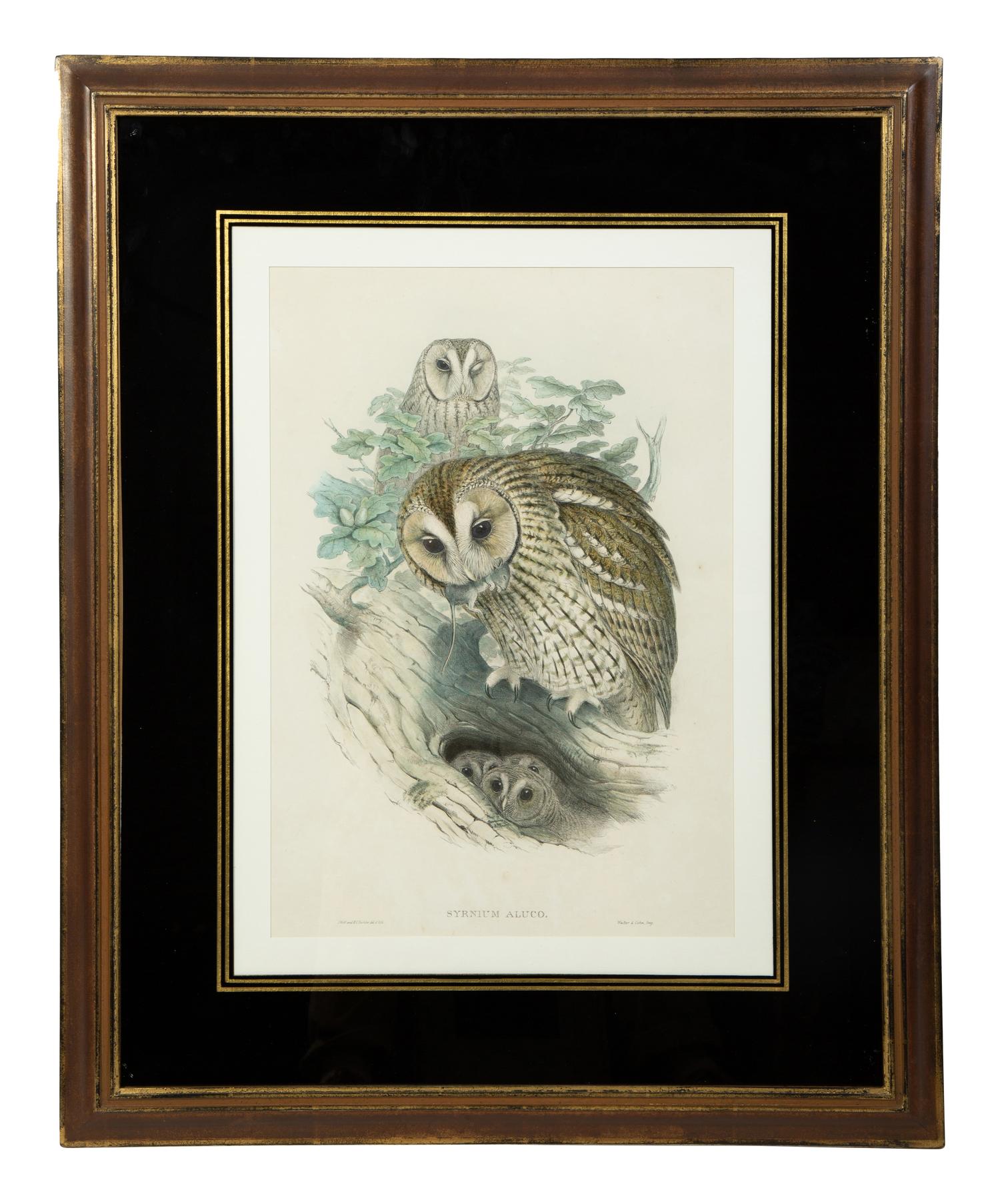 Four Ornithological prints from John Goulds Birds of Great Britain — 19TH CENTURY