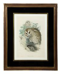 Four Ornithological prints from John Goulds Birds of Great Britain — 19TH CENTURY