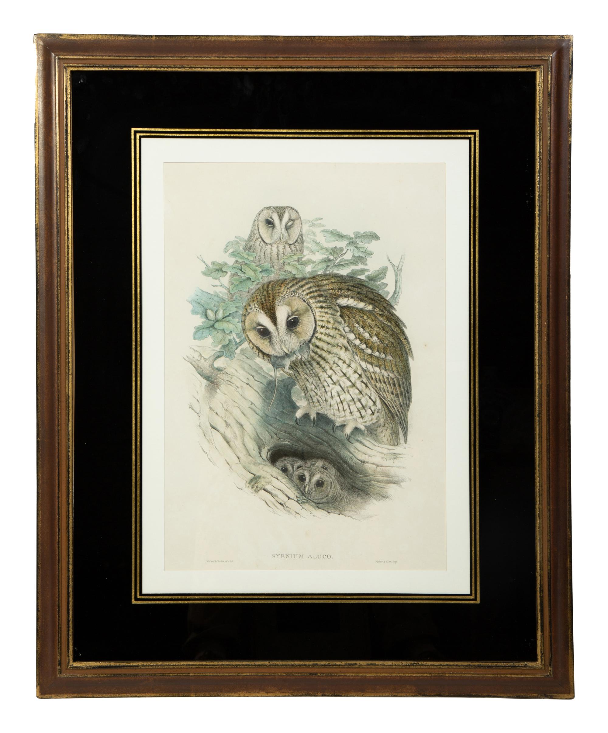Four Ornithological prints from John Goulds Birds of Great Britain — 19TH CENTURY