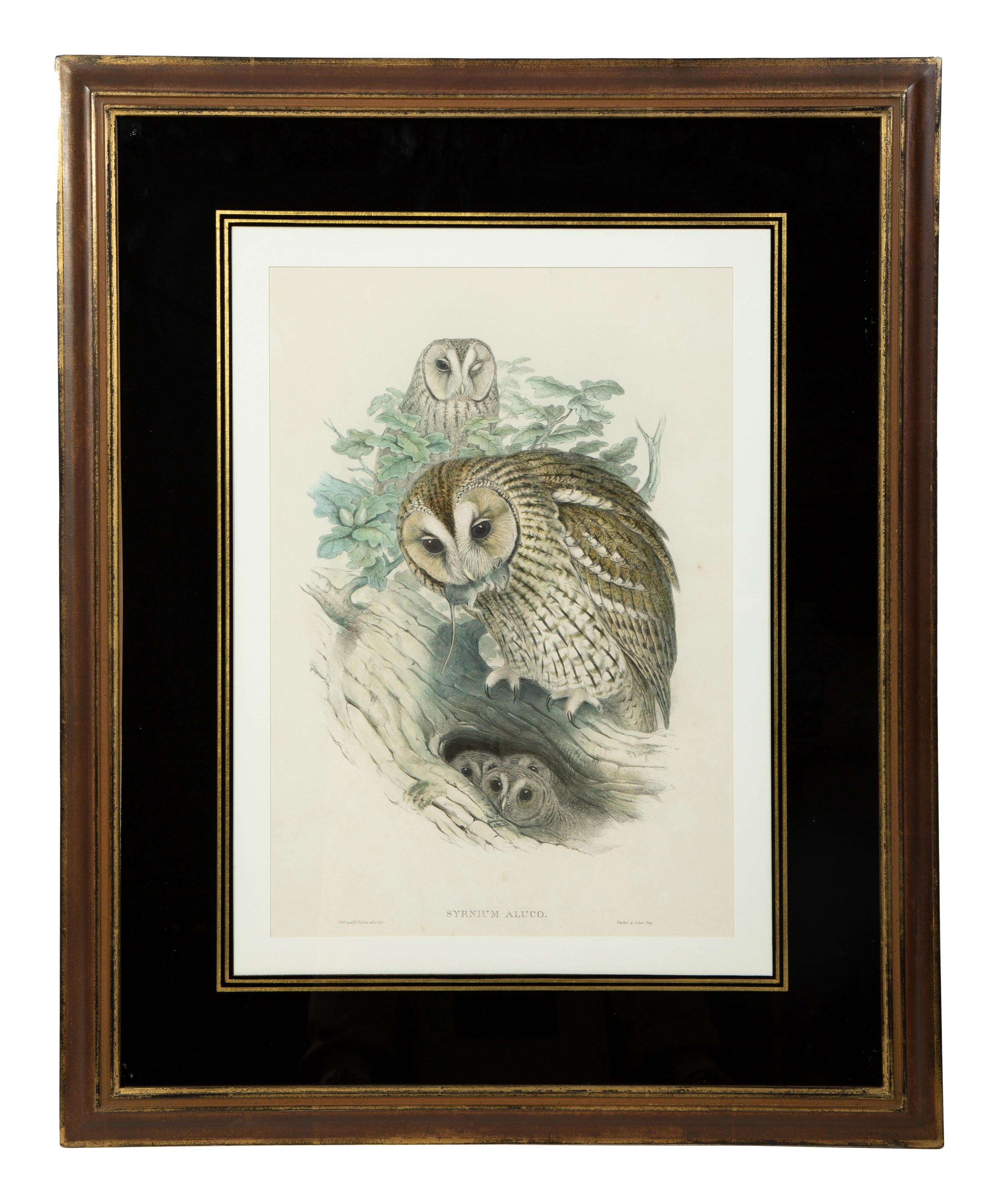 Four Ornithological prints from John Goulds Birds of Great Britain — 19TH CENTURY