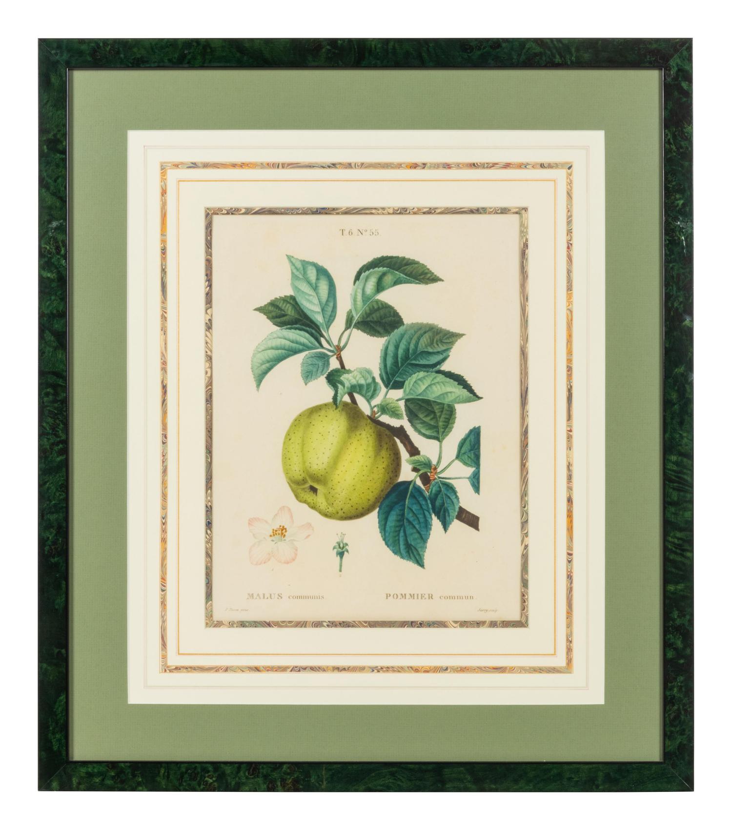 Six French Botanical Prints
